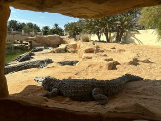 Djerba Island: Blue skies, blue seas, and an ecological paradise. 