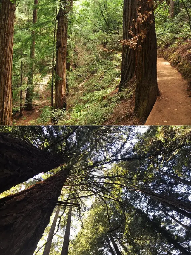 Auckland's hidden gem: Waitakere Ranges, a hiker's paradise.