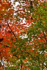 南京棲霞山紅楓觀賞攻略。