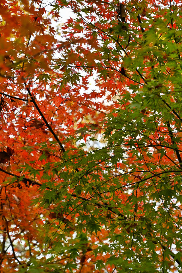 南京棲霞山紅楓觀賞攻略。