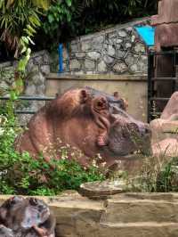 廣州動物園的小動物們你們都看了嗎