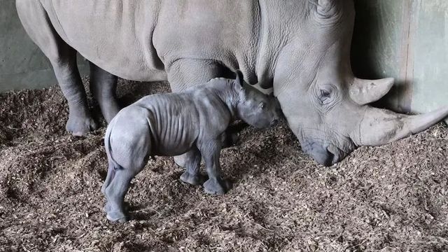Adorable Baby Rhino Born at Melbourne Zoo