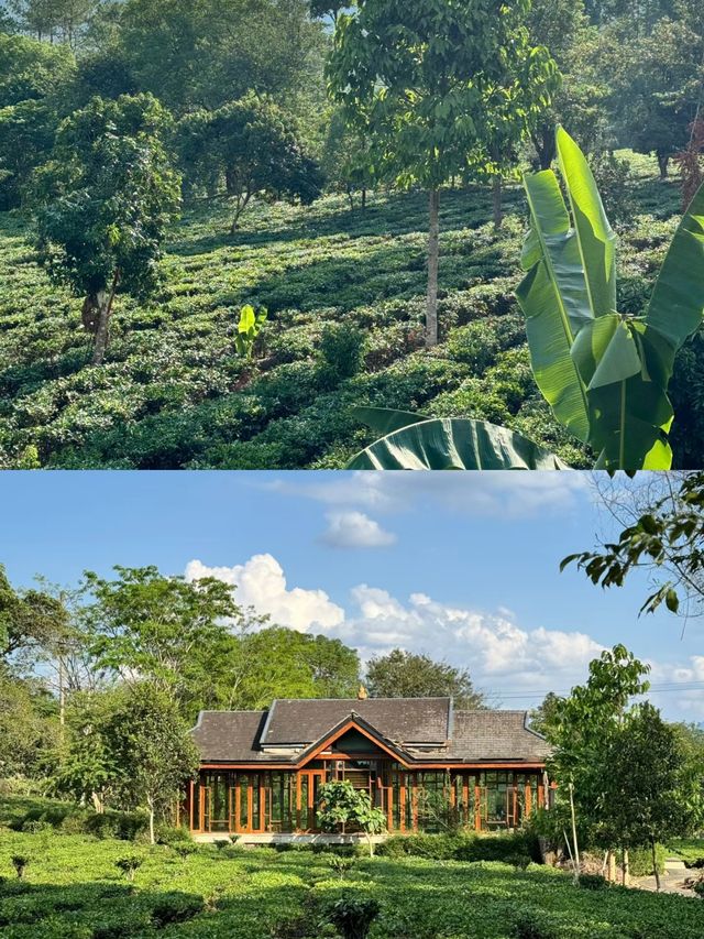 景邁山這家隱秘酒店，讓我睡進了普洱茶園