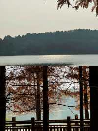 漫步湖畔綠道：享受悠閒時光