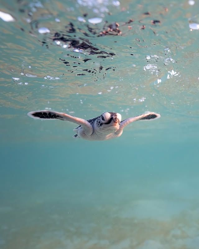 "龜灣：海龜故鄉的靜謐海濱之旅" 