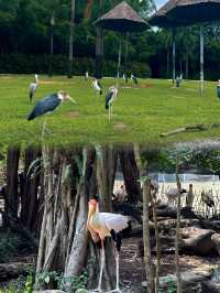 去長隆野生動物世界，怎麼規劃路線才能一天內看遍熱門動物？