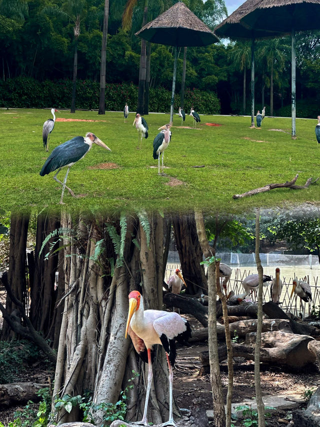 去長隆野生動物世界，怎麼規劃路線才能一天內看遍熱門動物？