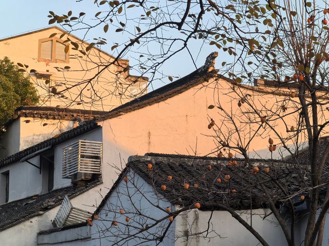 道前街賞銀杏