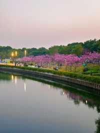 後海中心河公園｜紫花風鈴木盛開的冬天