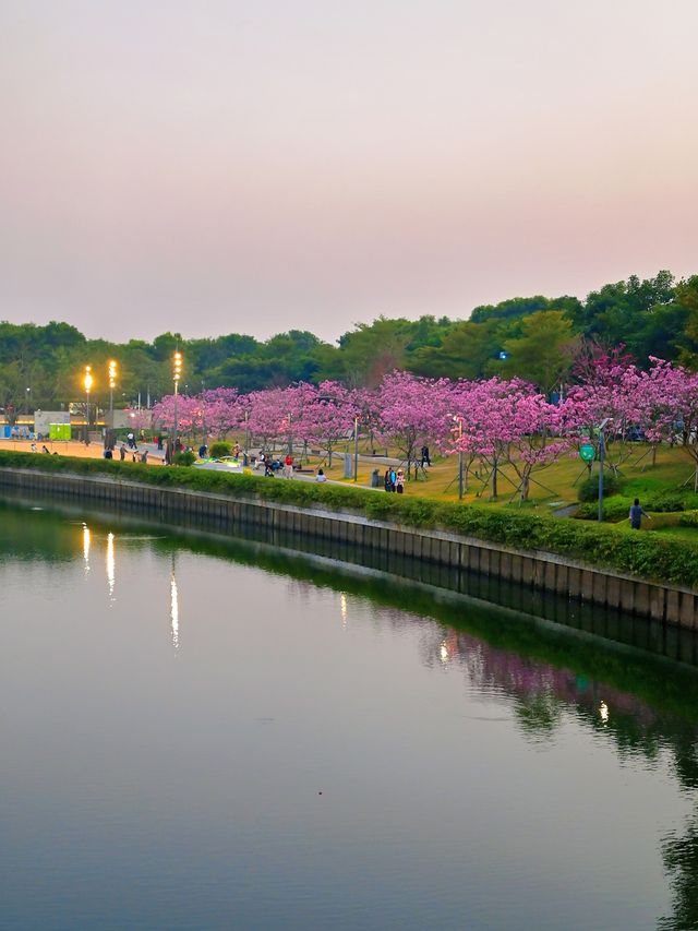 後海中心河公園｜紫花風鈴木盛開的冬天