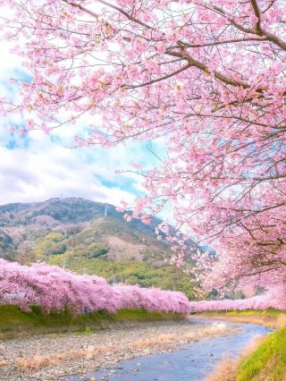 Visit Japan in February and enjoy the beautiful early cherry blossoms in Kawazu, Izu!