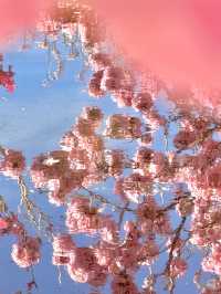 江門綠美生態園🌸 广东紫花風鈴木盛開，冬日如春！