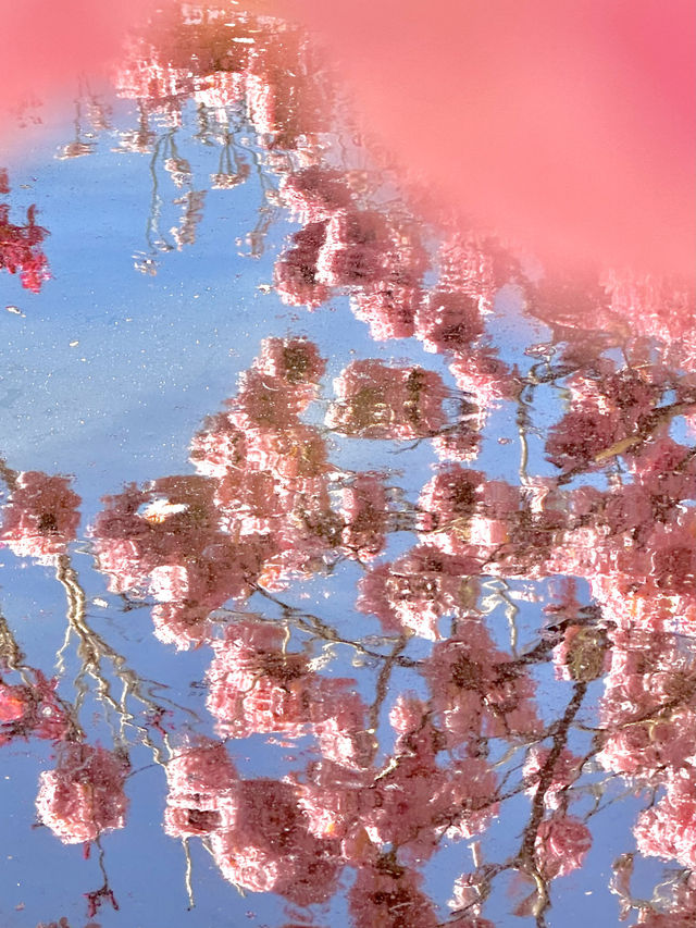 江門綠美生態園🌸 广东紫花風鈴木盛開，冬日如春！