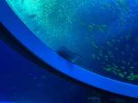 🐬 珠海的歡樂海洋世界 - 珠海長隆海洋王國 🐬