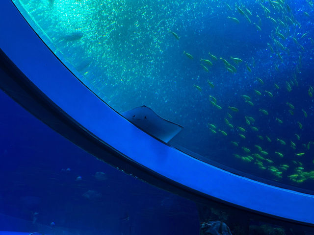 🐬 珠海的歡樂海洋世界 - 珠海長隆海洋王國 🐬