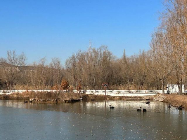 微山湖紅荷濕地公園