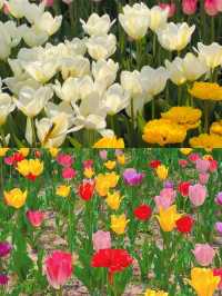 鄭州鬱金香花海浪漫指南邂逅春日限定美好