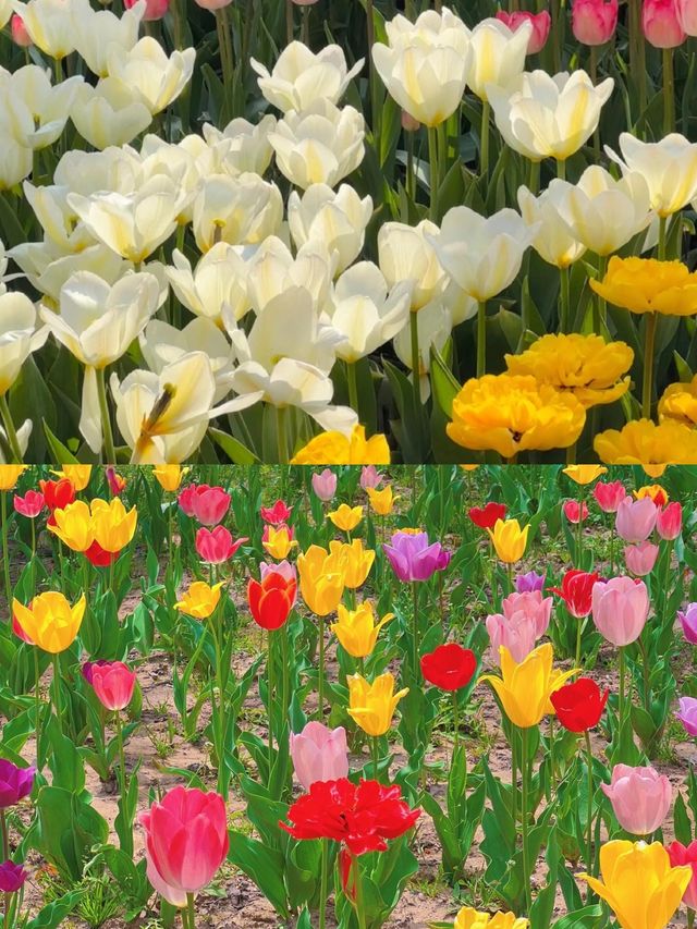 鄭州鬱金香花海浪漫指南邂逅春日限定美好 鄭州鬱金香花海浪漫指南邂逅春日限定美好