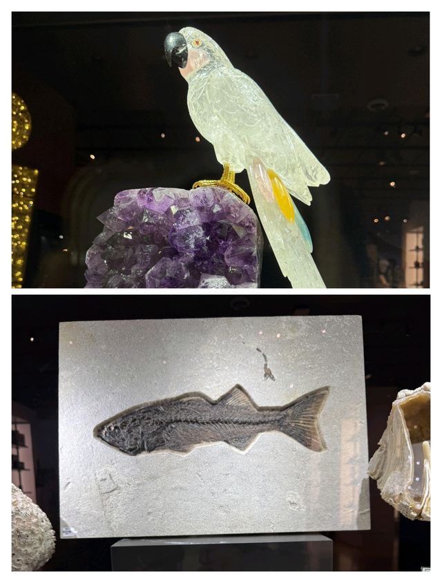 休斯頓自然科學博物館，探索自然與科學的奇妙之旅。