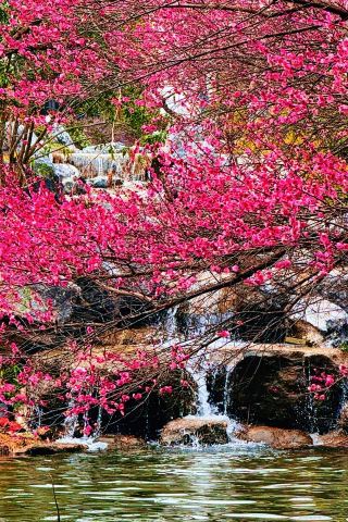 2.23 ถ่ายทอดสด! หางโจวเวสต์เลคทีเอ็กซ์โปพาร์ค สัมผัสทัศนียภาพฤดูใบไม้ผลิของดอกพลัมสีแดง