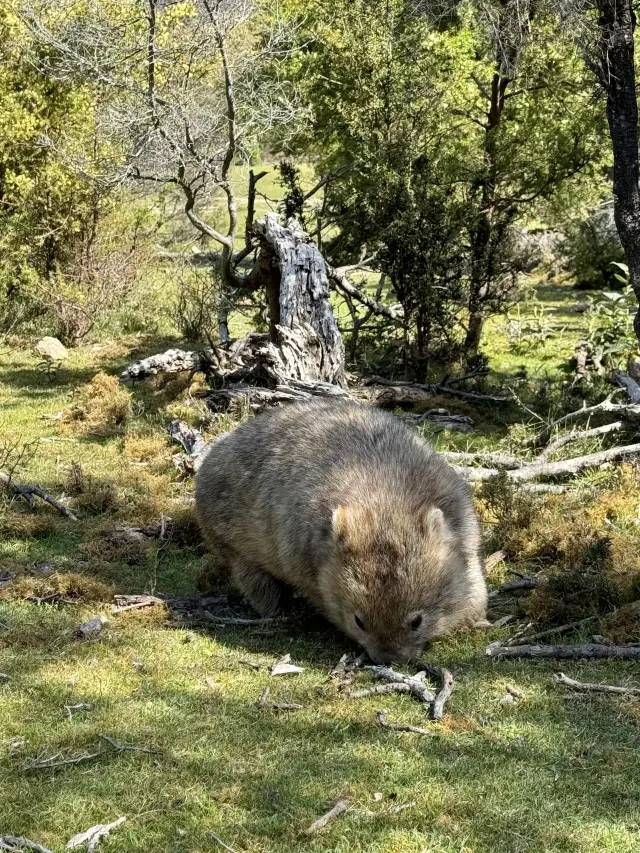 4日間オーストラリア旅行 一人当たりわずか4kで超お得