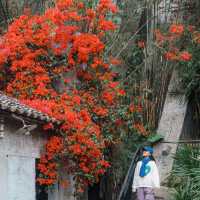 深圳爆紅三角梅海🌺 甘坑古鎮美到哭