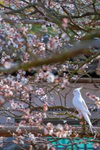 魔都免費賞梅秘境!