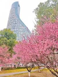 綠軸公園~合肥寶藏遛娃賞梅地