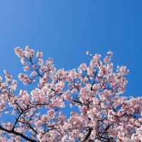 東京早櫻🌸 此刻正美！新宿御苑櫻花綻放啦🌸