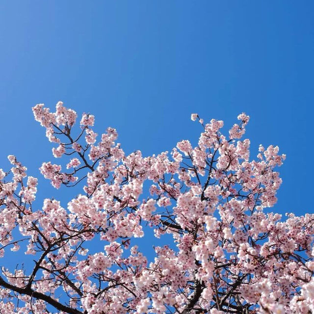 東京早櫻🌸 此刻正美！新宿御苑櫻花綻放啦🌸