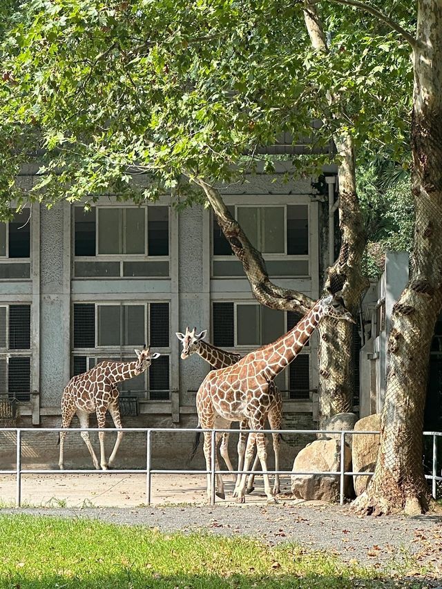上海動物園｜值得反覆去的好地方