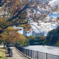 🇯🇵大阪城公園 天守閣 五彩秋葉與綿延山脈