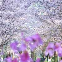 晨櫻漫舞 | 世紀公園的春日秘語🌸