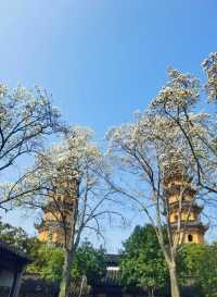 在雙塔，有一種春色叫玉蘭花開