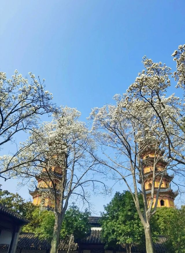在雙塔，有一種春色叫玉蘭花開
