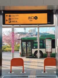 京都で楽しむ早春の桜