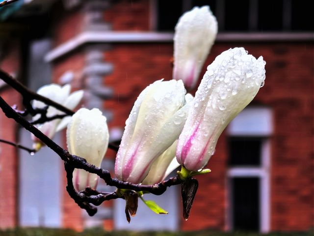 雨中的花兒，為初春的徐匯公園增添了幾分溫馨。