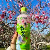 沖繩首波浪漫🌸 八重瀨公園的春日驚喜