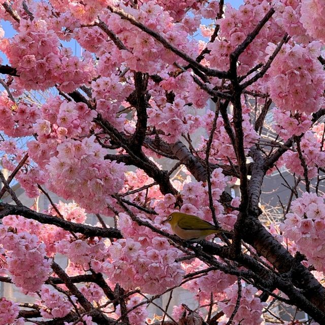🌸福岡驚喜！偶遇櫻花盛開
