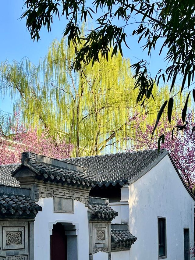 3.23實況｜藏在北京三環裡的小江南花開啦