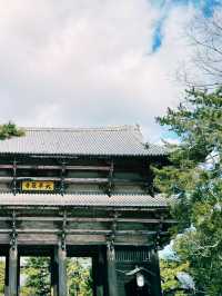 奈良療癒一日遊｜奈良公園與東大寺🦌🌸