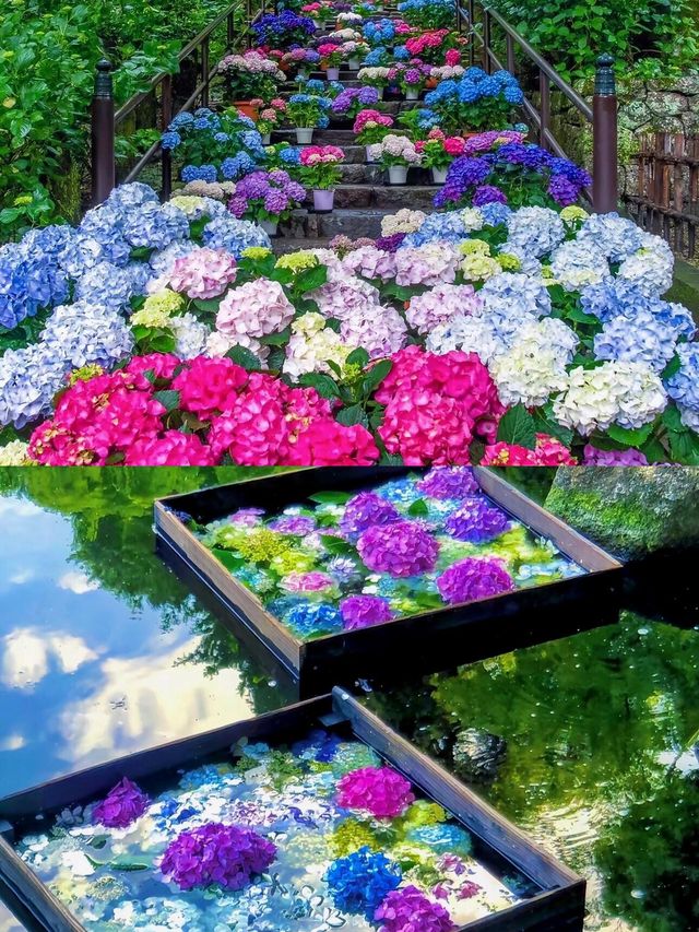 別錯過！每年五月下旬，繡球花開啟夏日限定美景