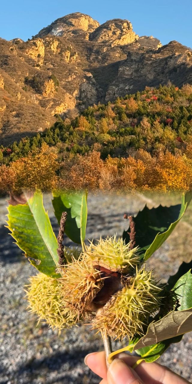 黑山寺，魂牽夢縈至今未歸