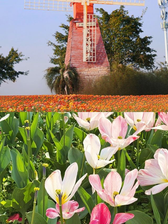 你見過「發光」的稻田嗎？