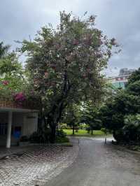 Pink Flower Utopia