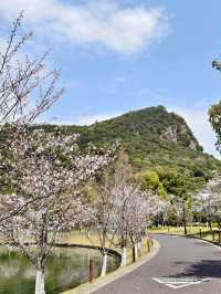 清明節小長假，去西山島上探春去！