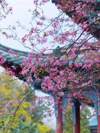 昆明庾園，我今年見過最震撼的海棠花
