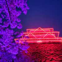 🌸福岡遊之舞鶴公園賞櫻🌸 
