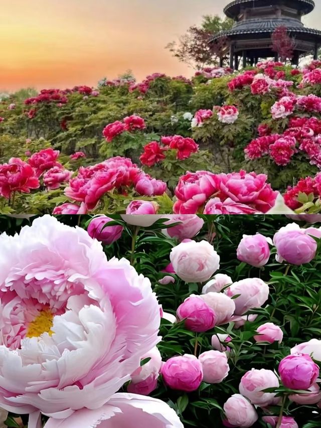 穿越時空，邂逅神都牡丹洛陽