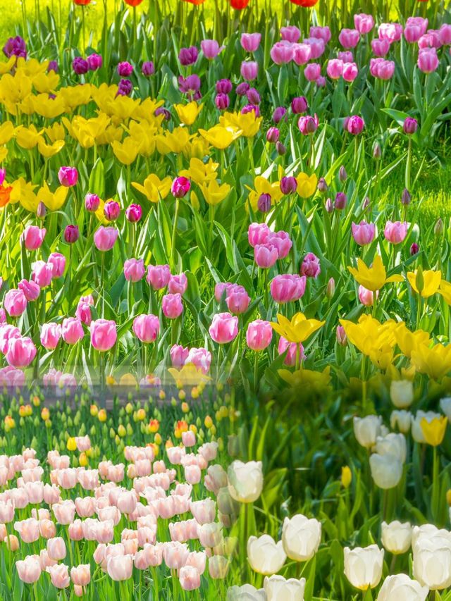 北京賞花好去處 | 中山公園鬱金香
